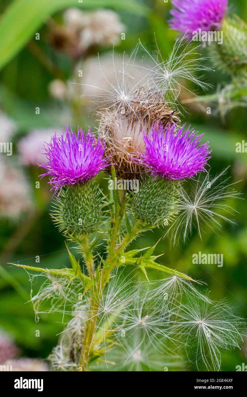 Seeds and seedheads / seed heads of spear thistle / bull thistle / common thistle (Cirsium vulgare / Cirsium lanceolatum) in summer Stock Photo