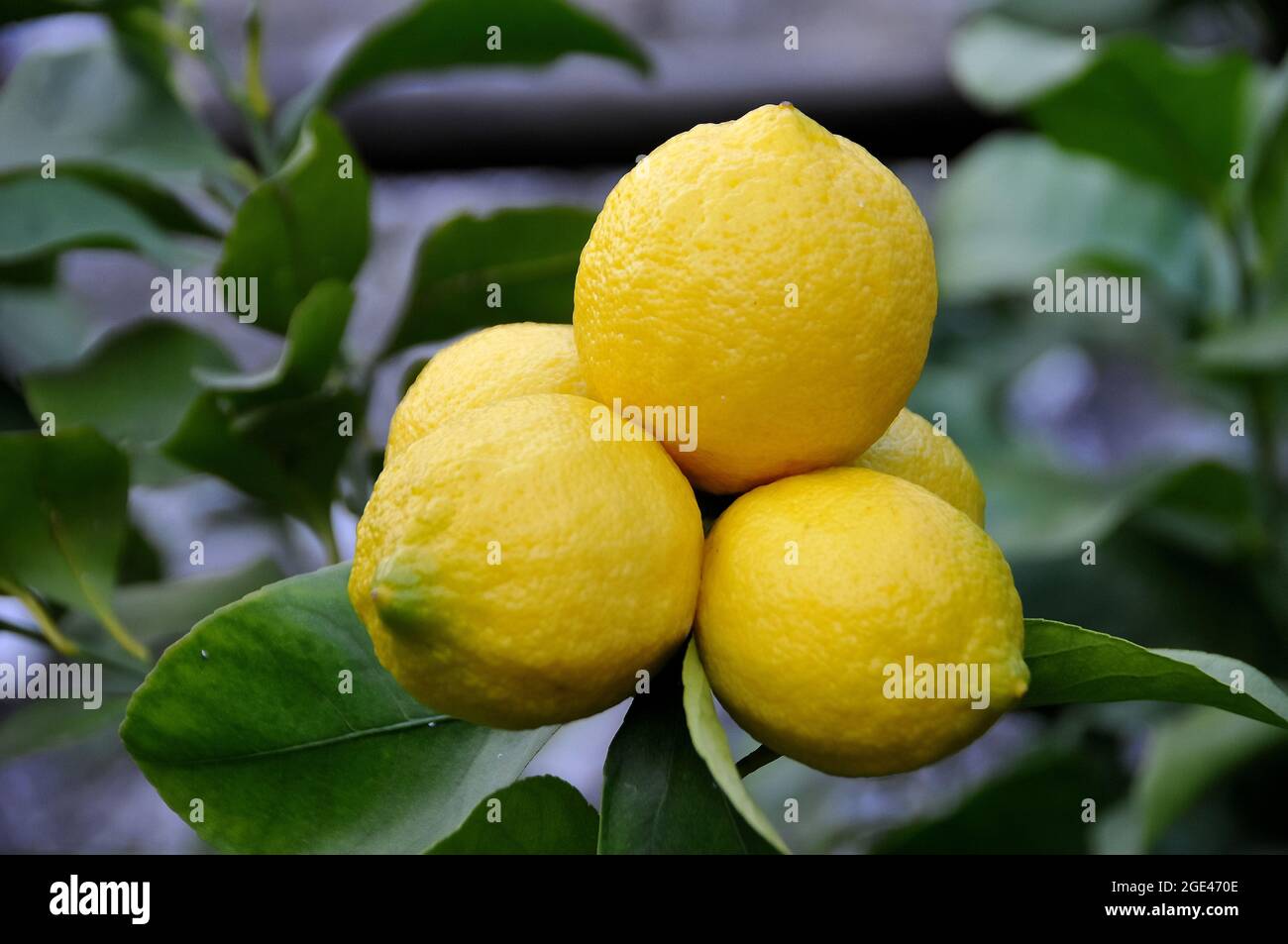 Lemon, Zitrone, Limone, Citrus limon, citrom, Europe Stock Photo