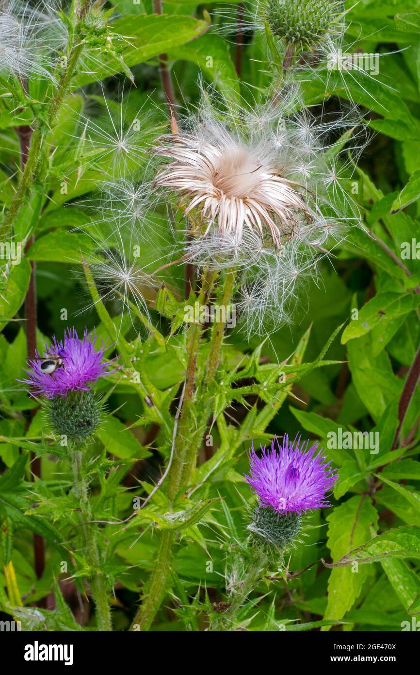 Seeds and seedheads / seed heads of spear thistle / bull thistle / common thistle (Cirsium vulgare / Cirsium lanceolatum) in summer Stock Photo