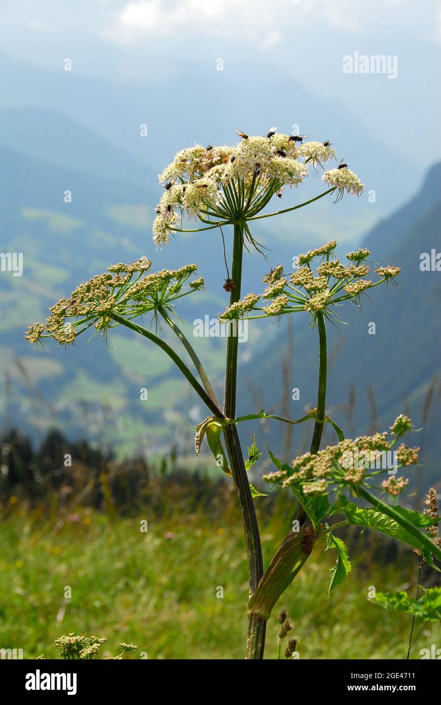 masterwort. Meisterwurz, Peucedanum ostruthium, császárgyökér, Alps, Austria, Europe Stock Photo
