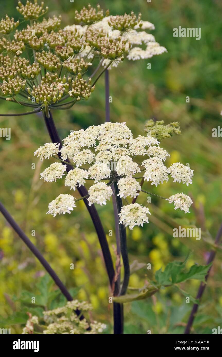 masterwort. Meisterwurz, Peucedanum ostruthium, császárgyökér, Alps, Austria, Europe Stock Photo