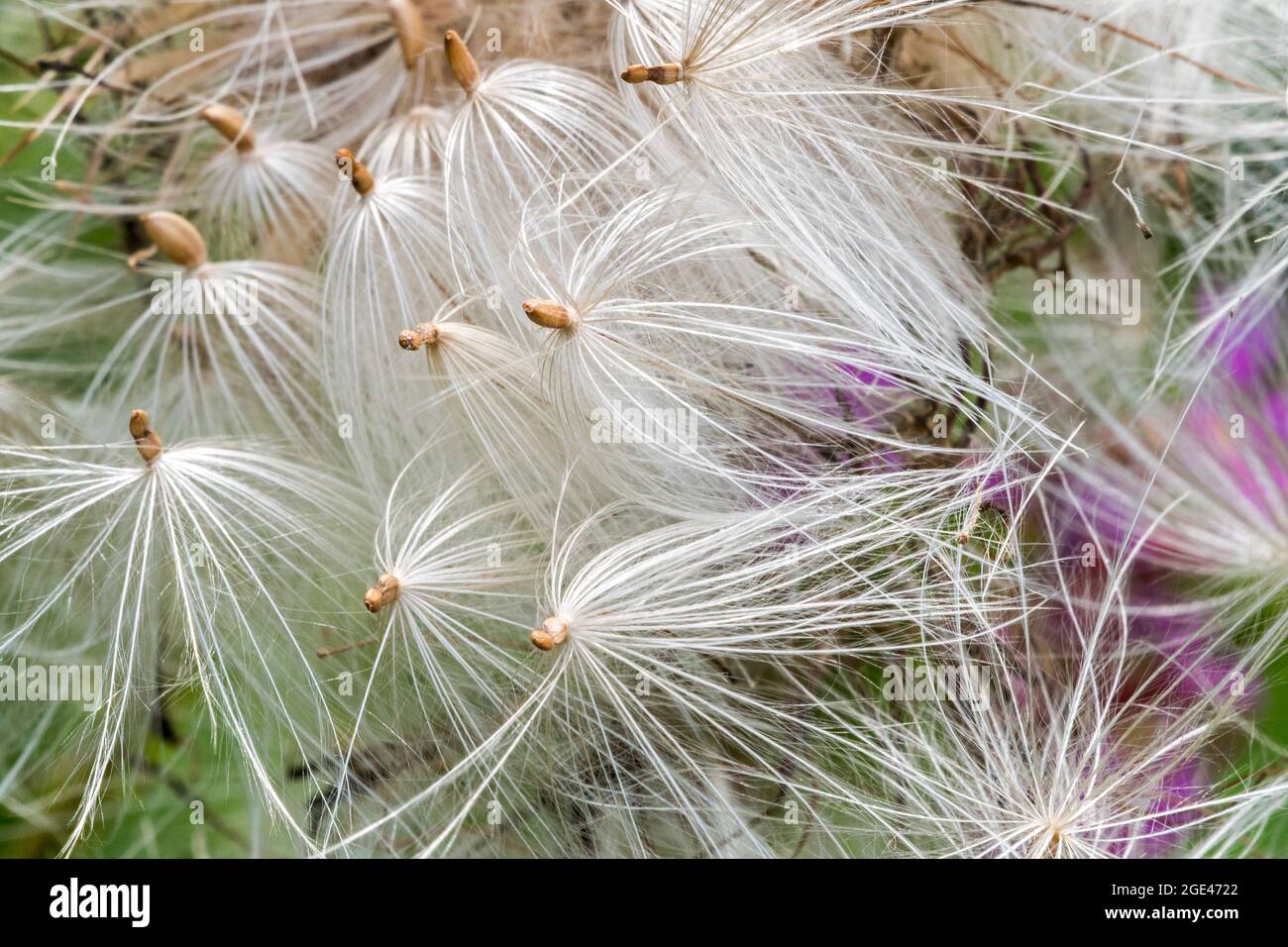 Pappus of spear thistle / bull thistle / common thistle (Cirsium vulgare / Cirsium lanceolatum) seeds in summer Stock Photo