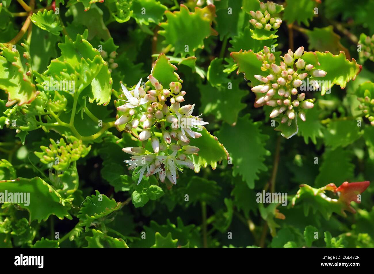 showy stonecrop, Poplar-leaved Stonecrop, Sedum populifolium, kárpáti varjúháj, Europe Stock Photo