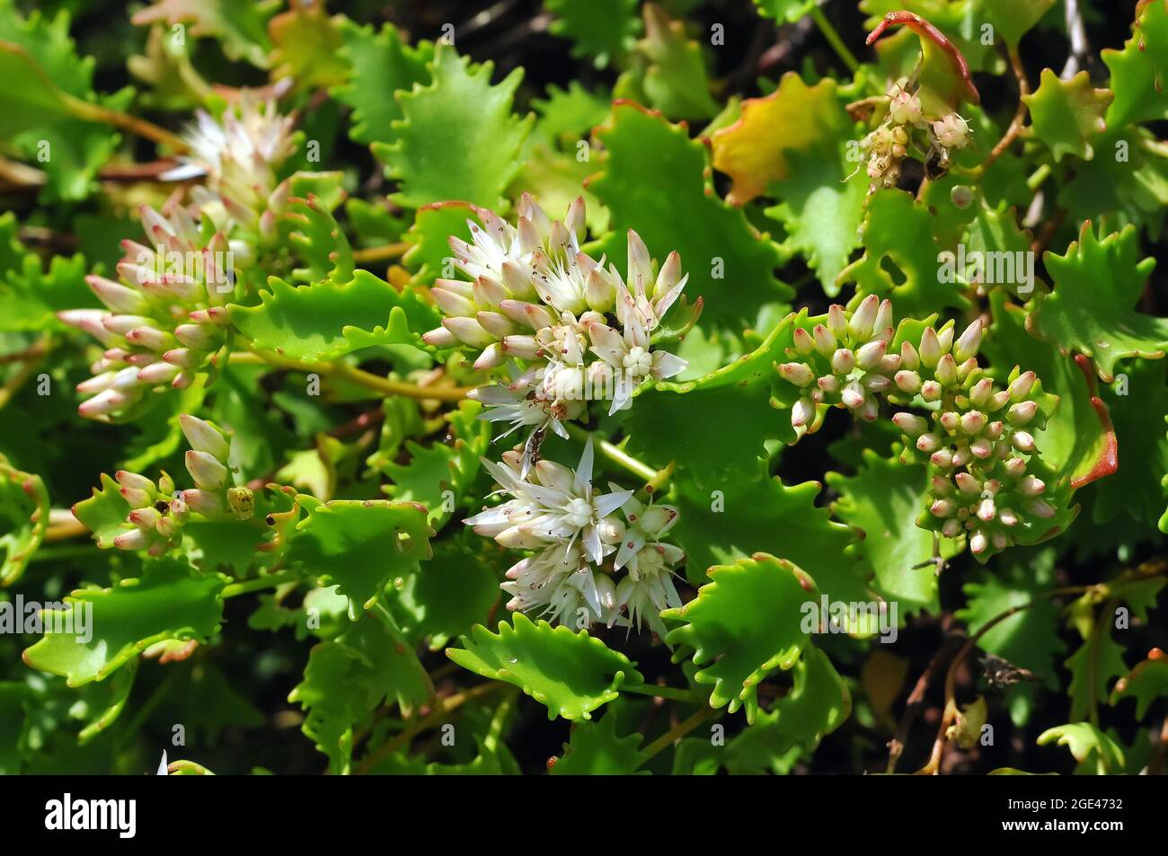 showy stonecrop, Poplar-leaved Stonecrop, Sedum populifolium, kárpáti varjúháj, Europe Stock Photo