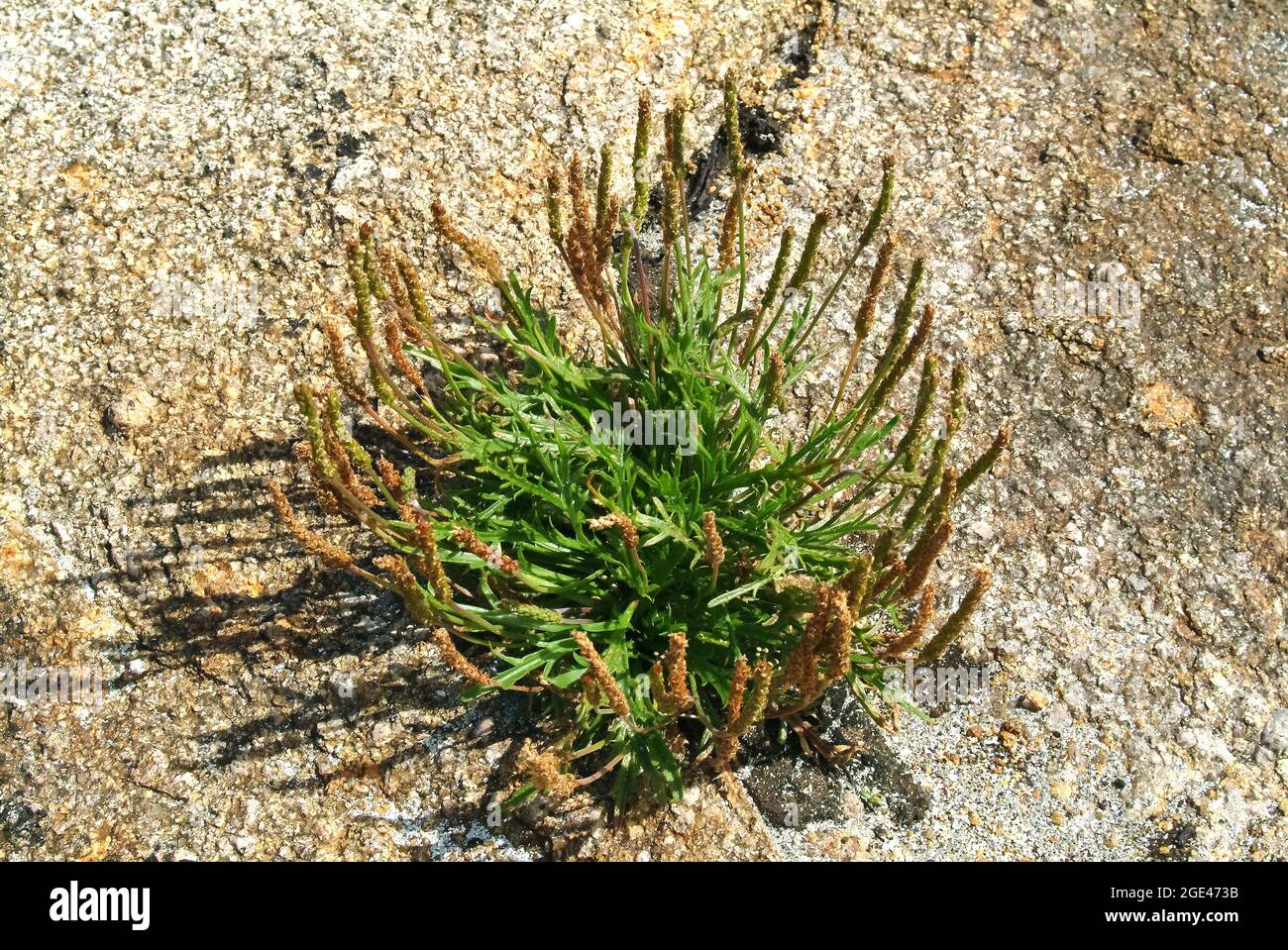 buck'shorn plantain, KrähenfußWegerich, Plantago coronopus, csókalábú