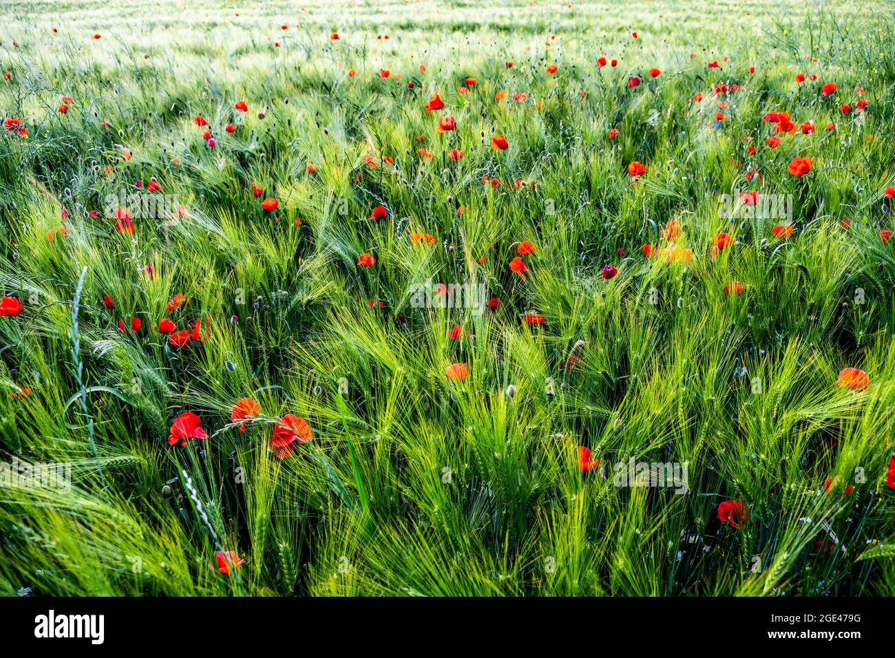 Red Blossoms Of Corn Poppy (Papaver Rhoeas) On Green Wheat Field Stock ...
