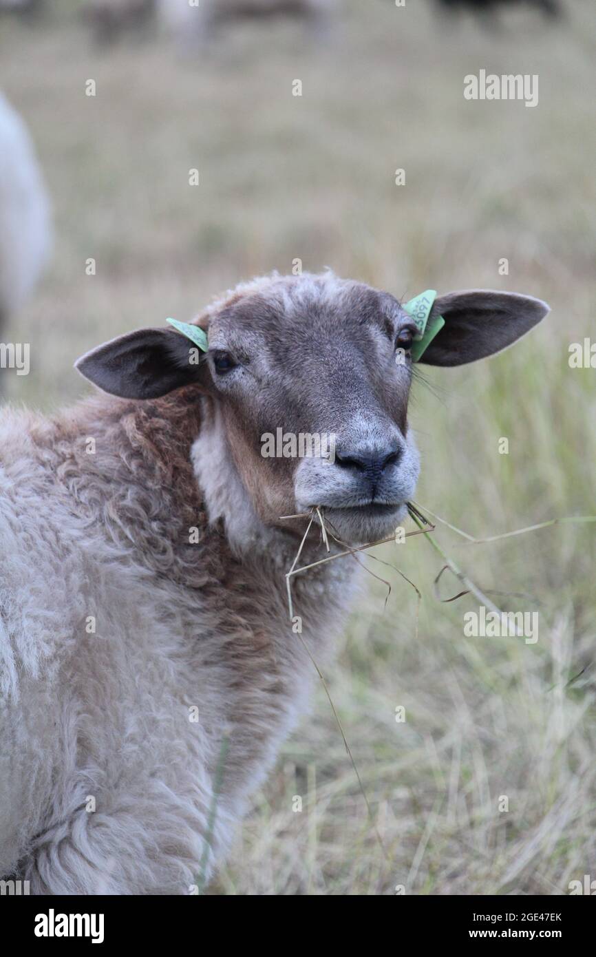 White sheep grazing on the pasture on a farm Stock Photo - Alamy