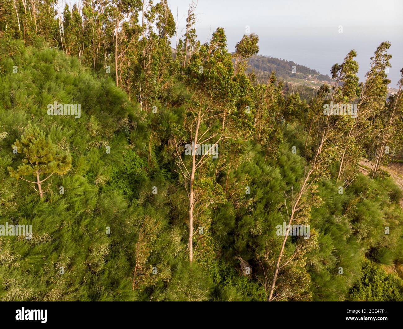 Wind bend eucalyptus trees bending and growing above grassland Stock