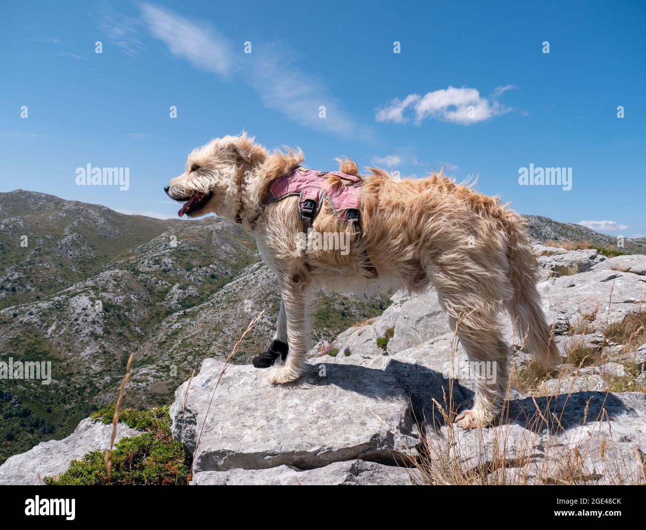 Hairy blue collar hi-res stock photography and images - Alamy