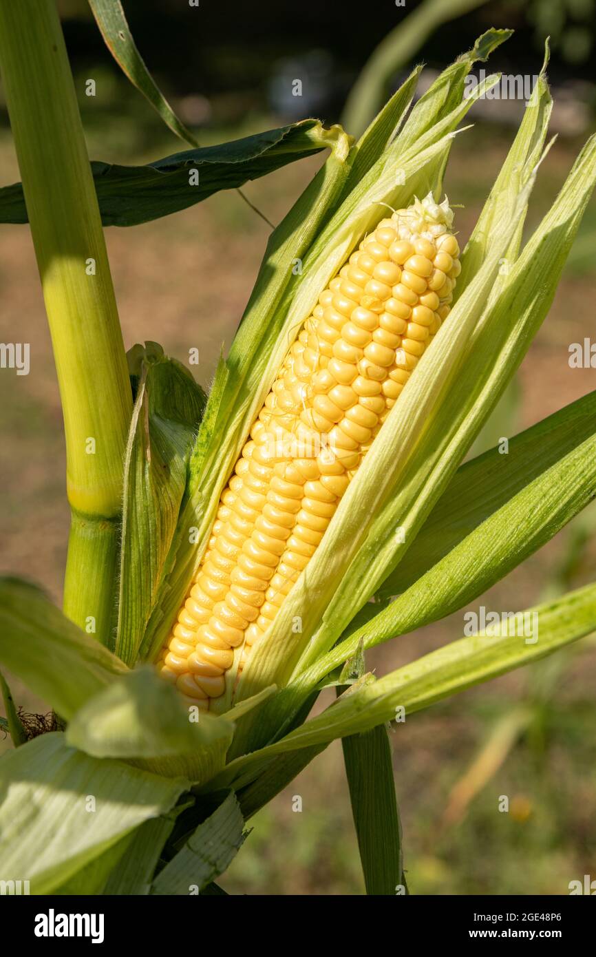 corn cob with green leaves on the stem in field or garden, close up