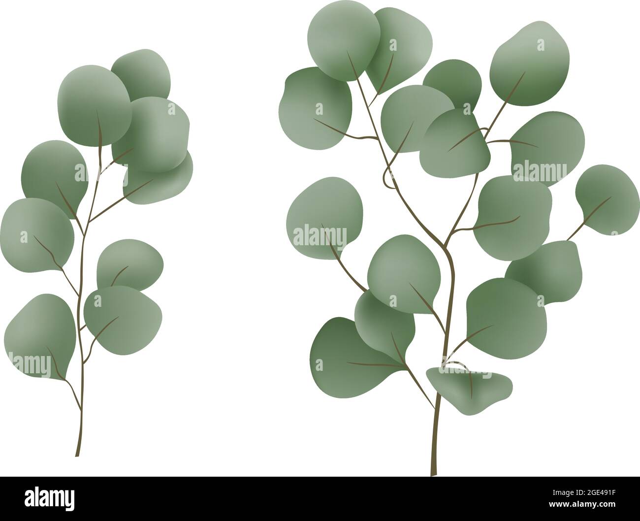 Eucalyptus branch Vector realistic close up isolated illustration Stock