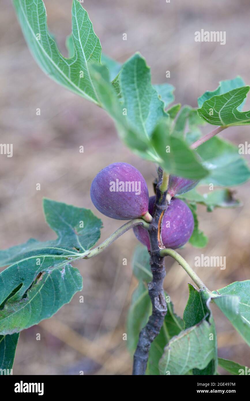 A Bunch of Purple Figs on the Fig Tree Stock Photo