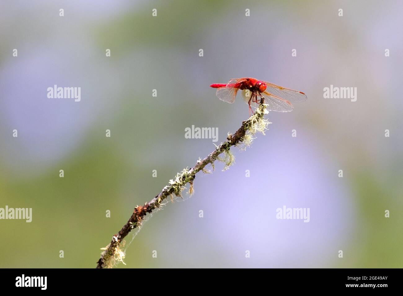 Cardinal zen hi-res stock photography and images - Alamy