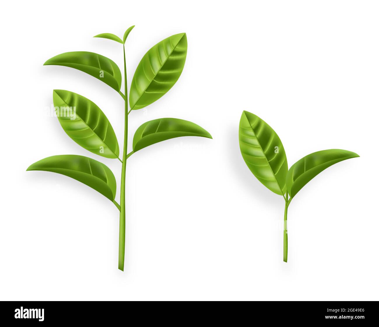Green tea leaves vector realistic isolated on white Stock Vector Image