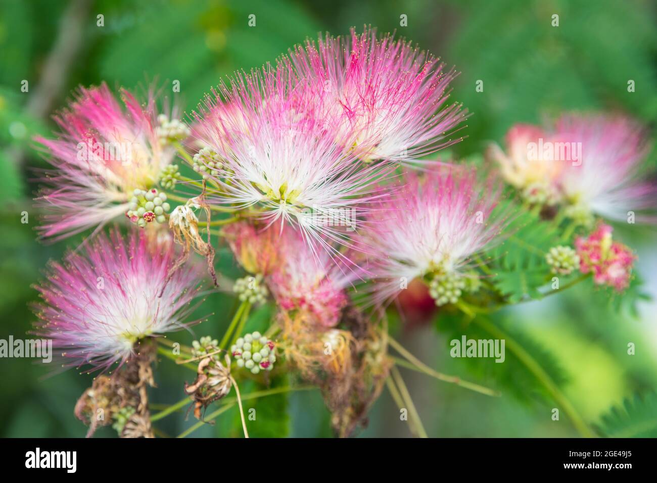 Close of the flowers of a Persian silk tree Stock Photo