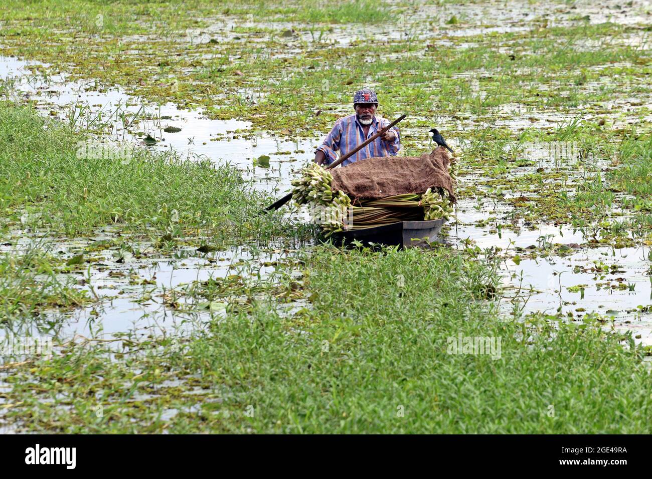 Dhaka, Bangladesh, August 16, 2021: A farmer, collects water lilies on the Munshiganj river to sell them at the local markets amid Covid-19 pandemic. Water Lily is the national flower of Bangladesh, The farmers' economy is based on the amount of production of the water lily, the cultivation of this flower is done for 5 months a year, which is the time they have to collect the largest number of lilies to put them on sale. Credit: Habibur Rahman / Eyepix Group/Alamy Live News Stock Photo