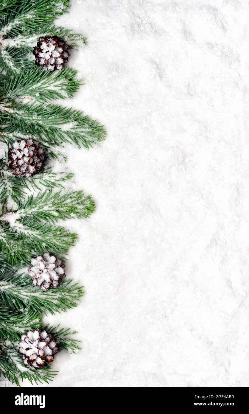 Snow background with snowy fir branches and pine cones Stock Photo - Alamy