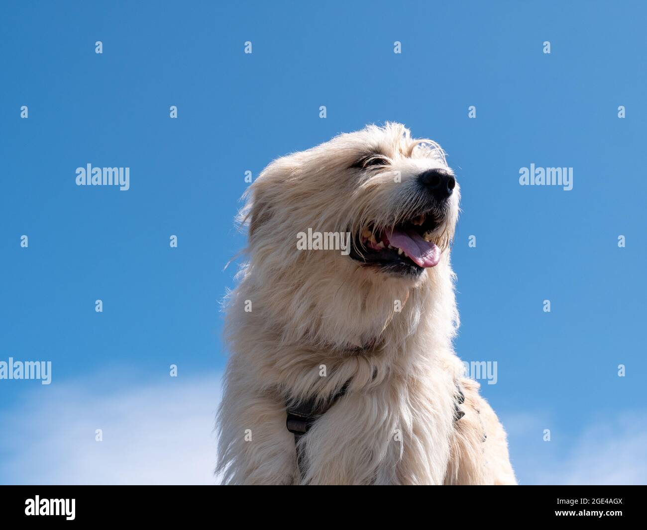 Basque shepherd dog against the blue sky background Stock Photo - Alamy
