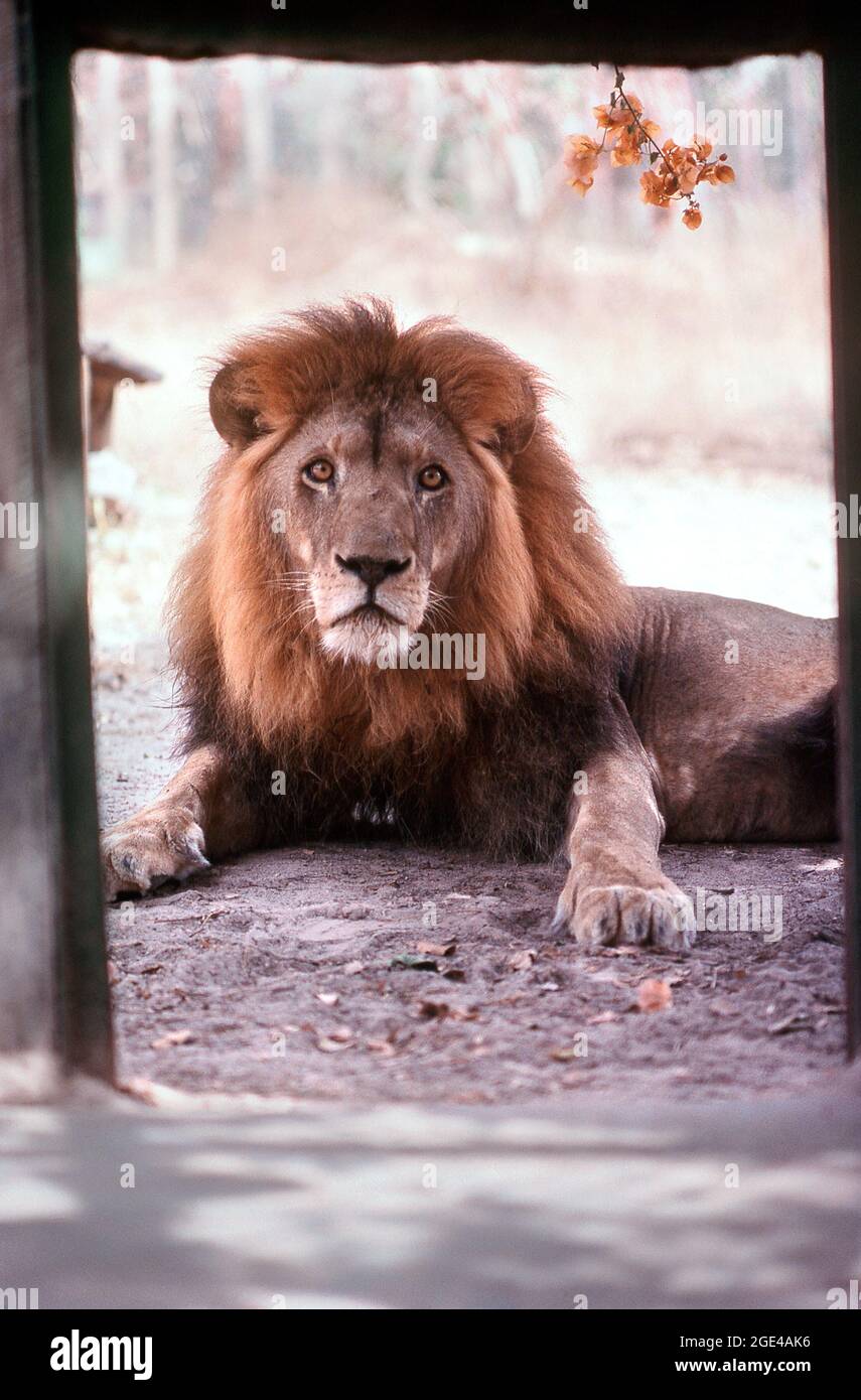 Lion staring at camera in captivity, The Gambia Stock Photo