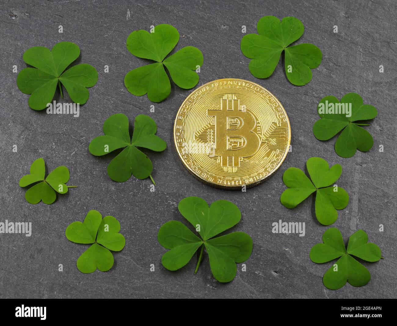 golden bitcoin coin between green clover leafs on slate plate, luck with  crypto currency, concept image Stock Photo - Alamy