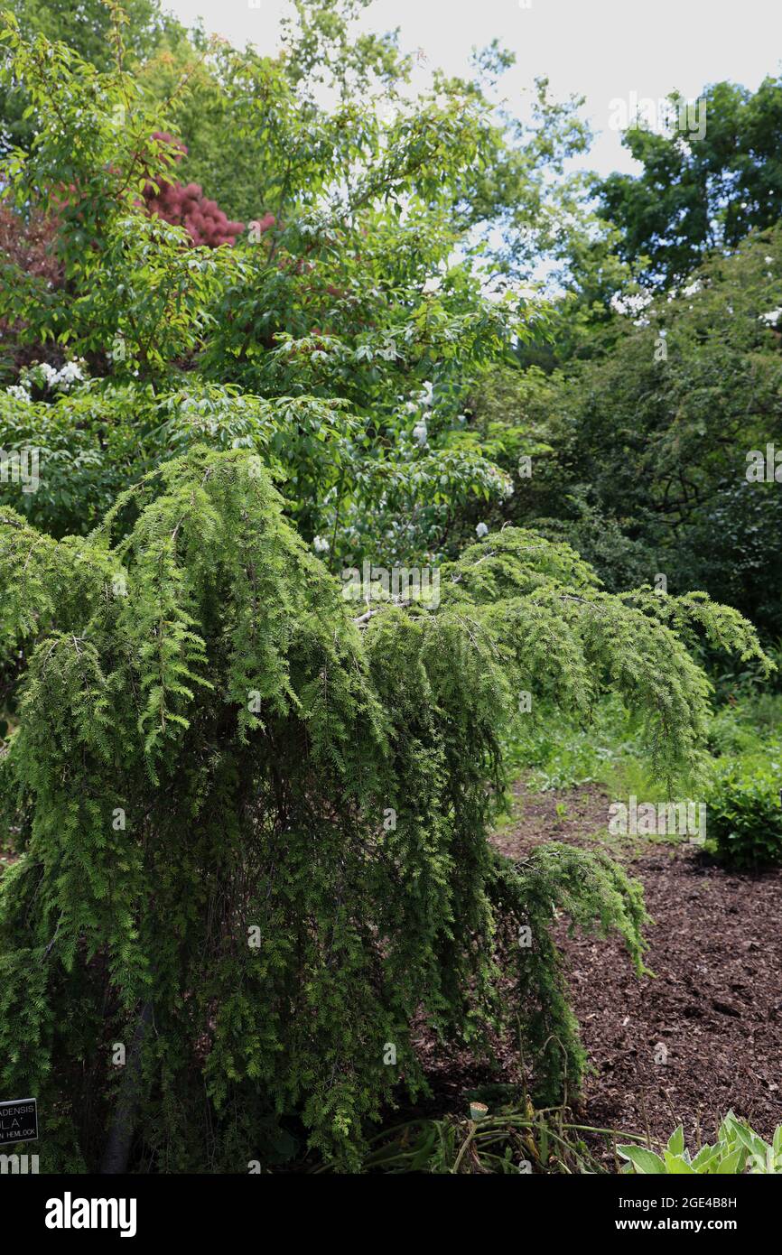 A Weeping Canadian Hemlock, Tsuga Canadensis, in a park in Hales Corners, Wisconsin Stock Photo