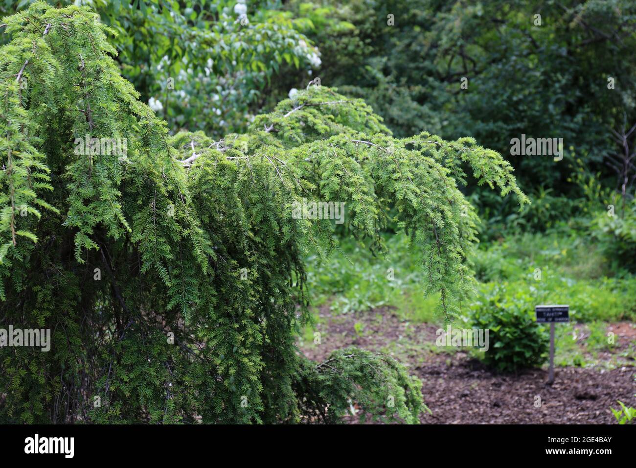 Branches of a Weeping Canadian Hemlock, Tsuga Canadensis, in a park in Hales Corners, Wisconsin Stock Photo