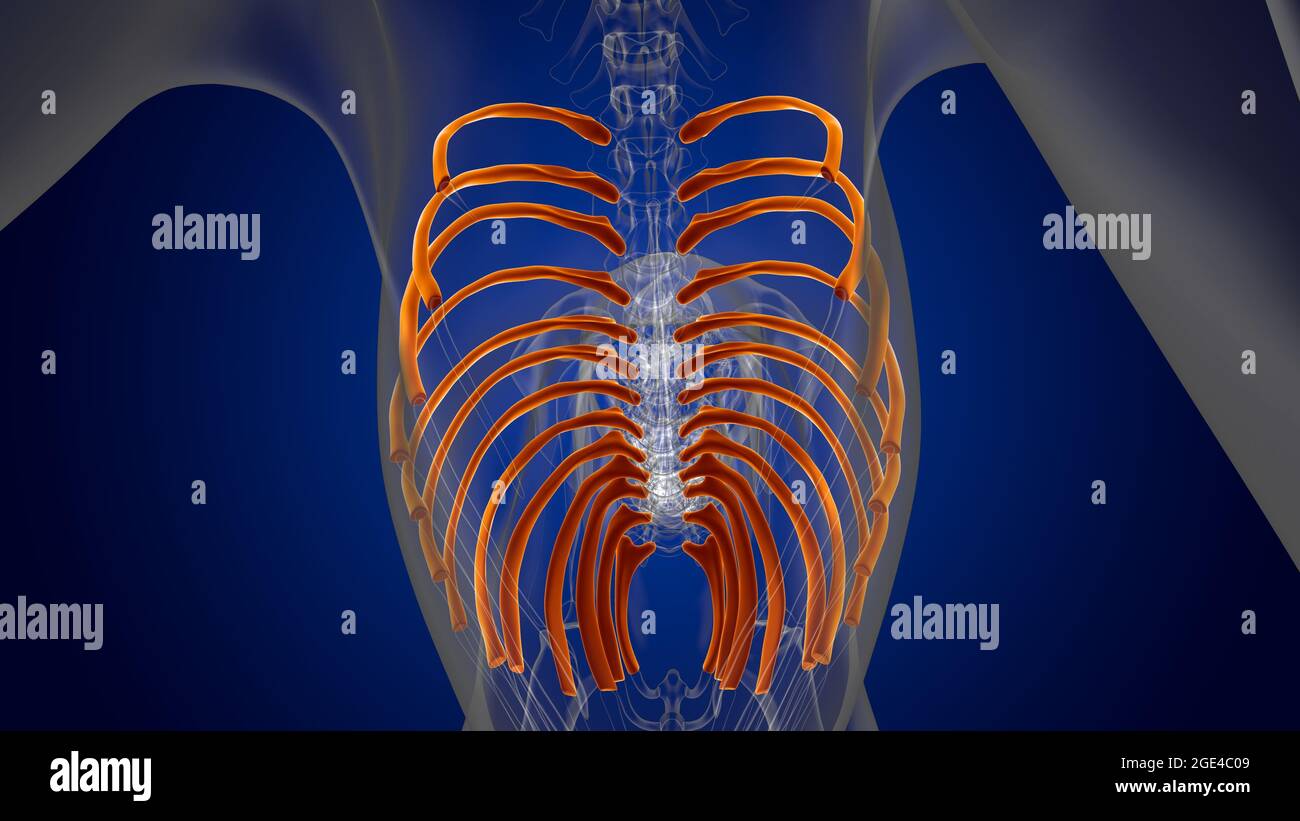 Ribs Bones Dog skeleton Anatomy For Medical Concept 3D Illustration ...
