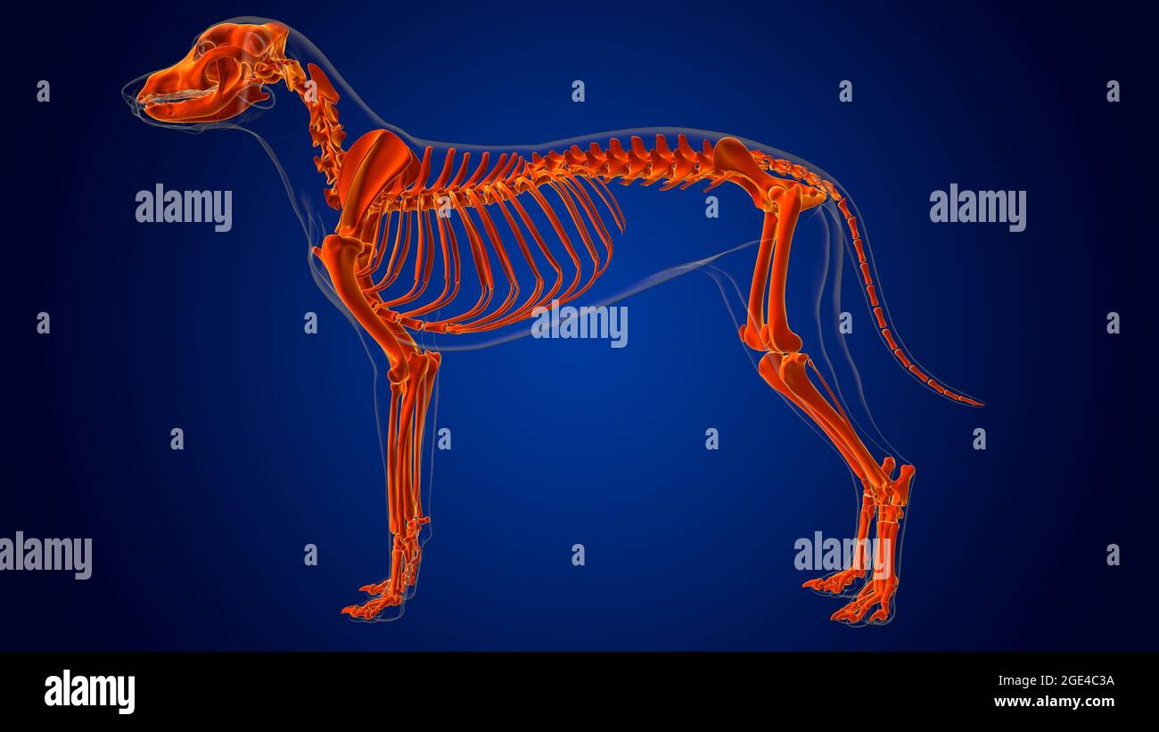 Dog skeleton Anatomy For Medical Concept 3D Illustration Stock Photo