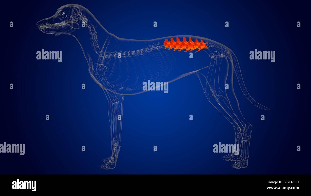Lumbar Vertebrae Bones Dog skeleton Anatomy For Medical Concept 3D