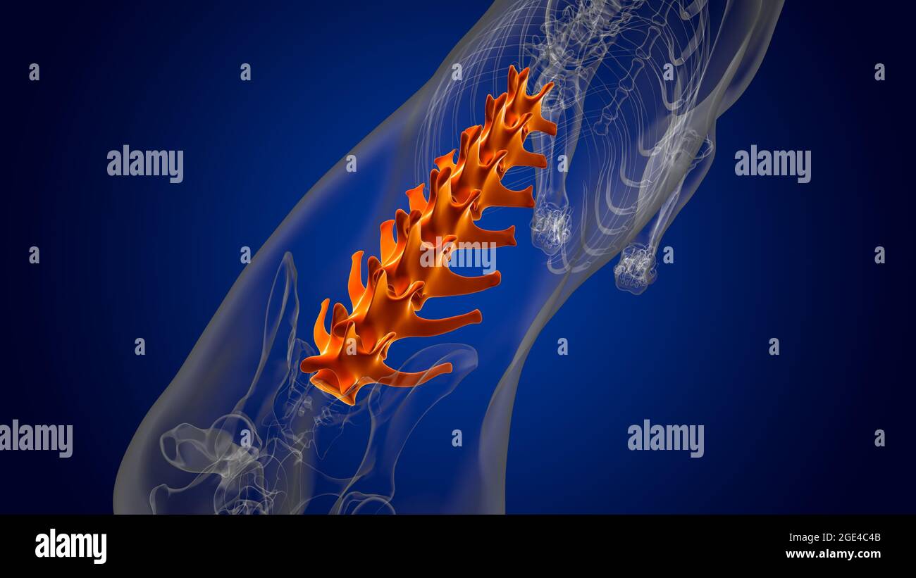 Lumbar Vertebrae Bones Dog skeleton Anatomy For Medical Concept 3D