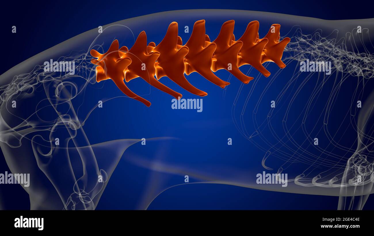 Lumbar Vertebrae Bones Dog skeleton Anatomy For Medical Concept 3D