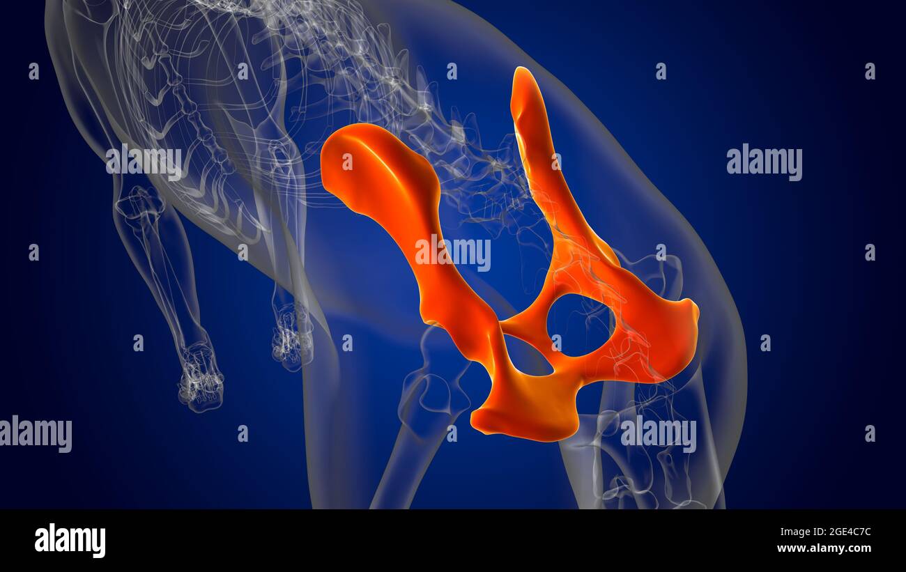 Pelvis Bones Dog skeleton Anatomy For Medical Concept 3D Illustration