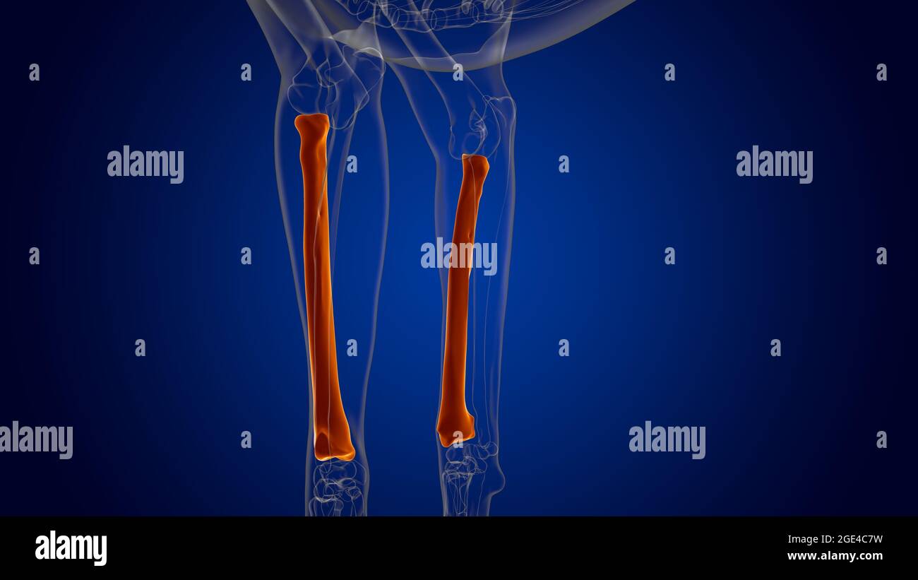 Radius Bones Dog skeleton Anatomy For Medical Concept 3D Illustration