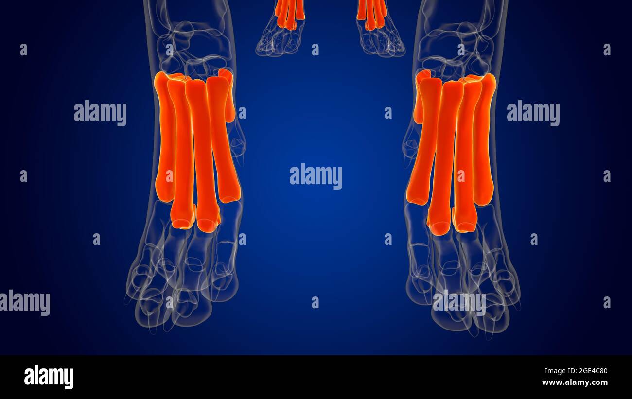 Metatarsal Bones Dog skeleton Anatomy For Medical Concept 3D ...