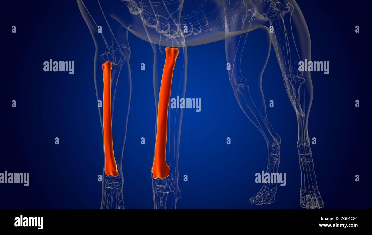 Radius Bones Dog skeleton Anatomy For Medical Concept 3D Illustration Stock Photo