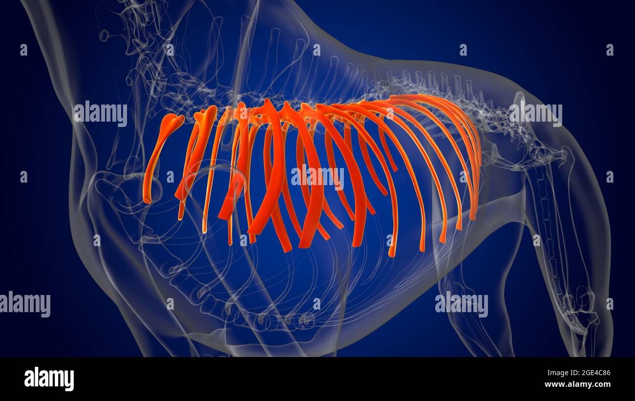 Ribs Bones Dog skeleton Anatomy For Medical Concept 3D Illustration