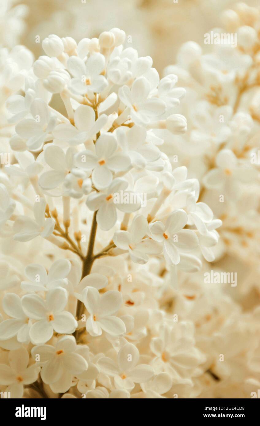 Blooming White Lilac Stock Photo