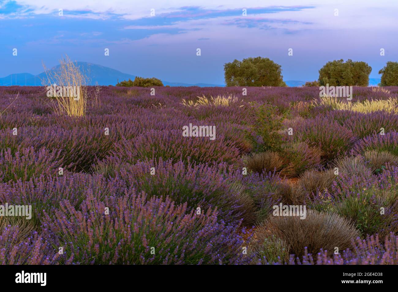 Lavender fields in bloom in Provence. Valensole Plateau Stock Photo Alamy