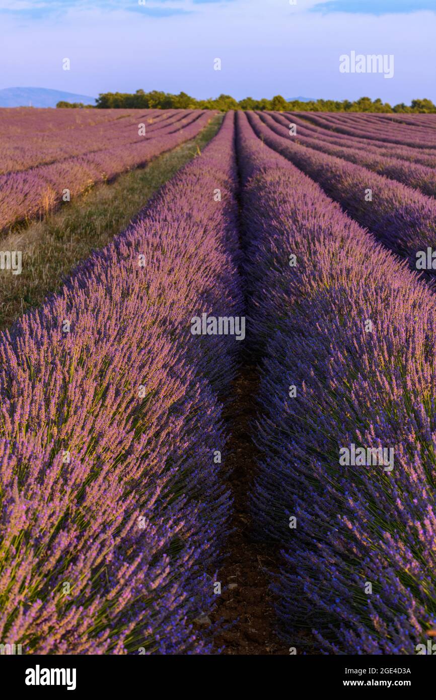 Lavender fields in bloom in Provence. Valensole Plateau Stock Photo Alamy