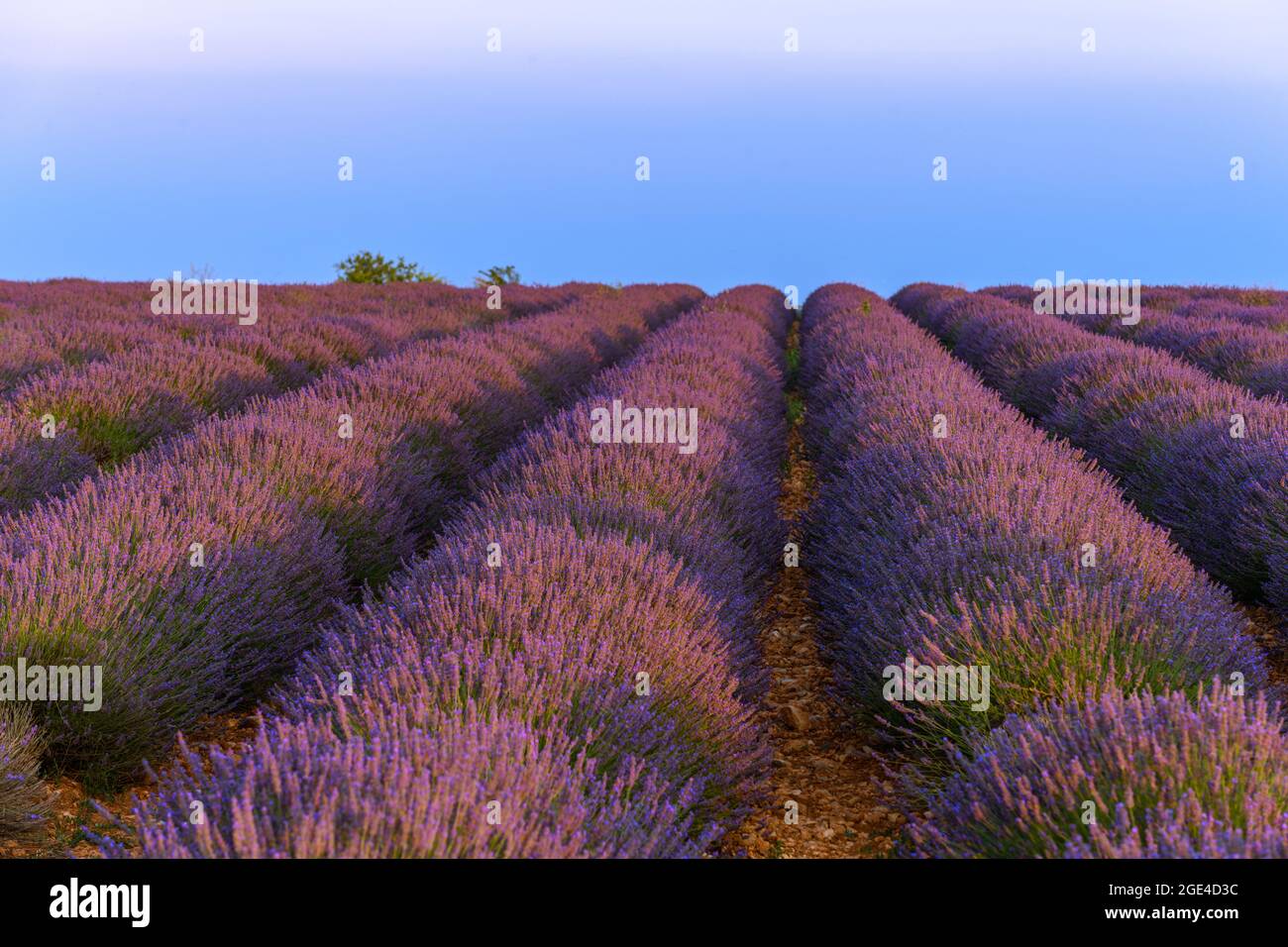 Lavender fields in bloom in Provence. Valensole Plateau Stock Photo Alamy