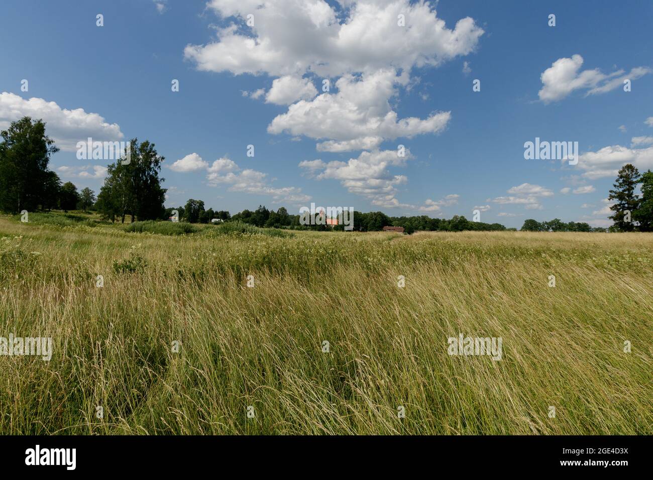 A huge, green overgrown meadow in the countryside on a very hot summer day. The wind blows bent grass and flowers. White clouds flow in the blue sky. Stock Photo
