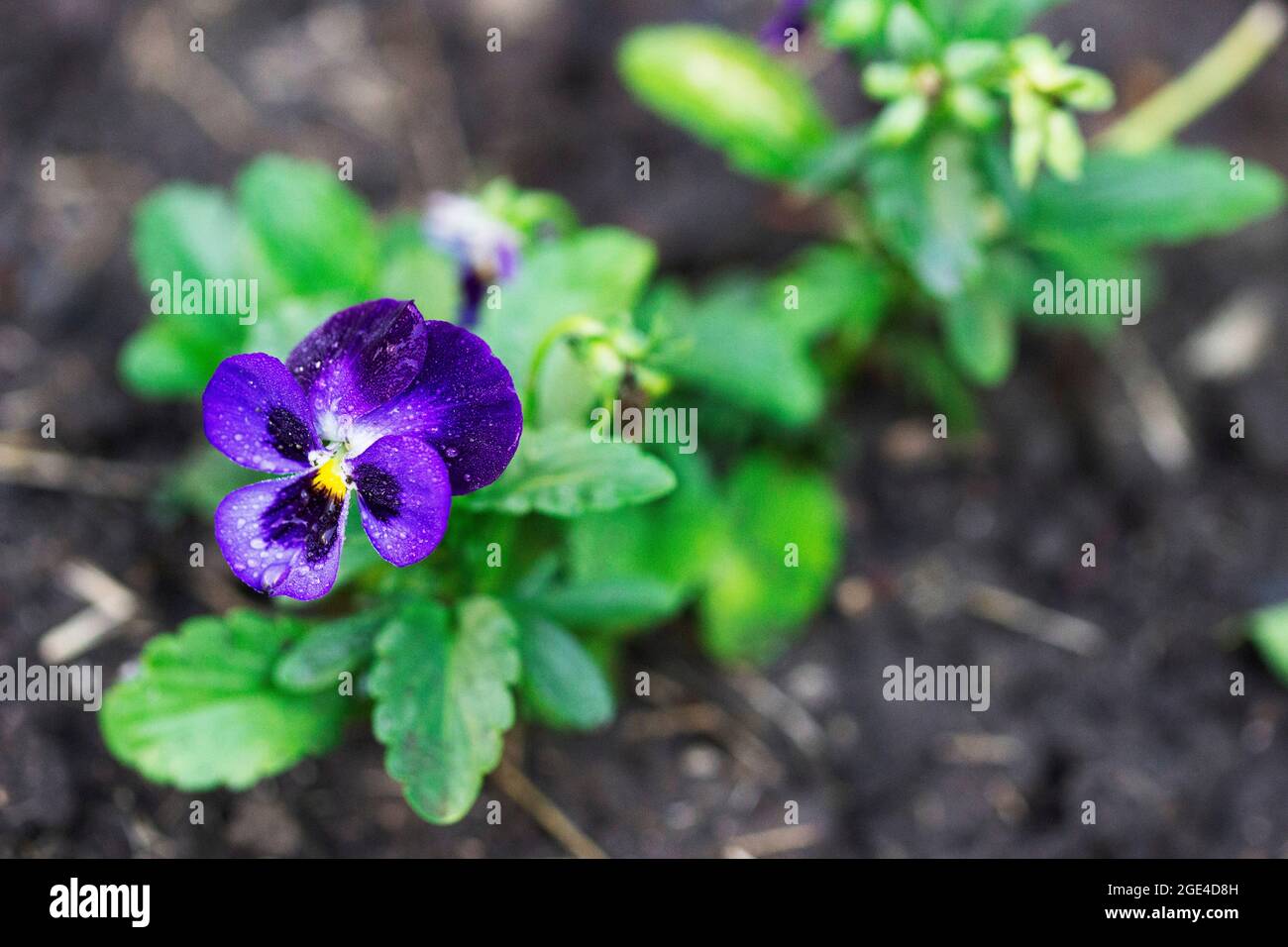 Flowers and buds of viola tricolor after rain on the background of a flower bed. Stock Photo