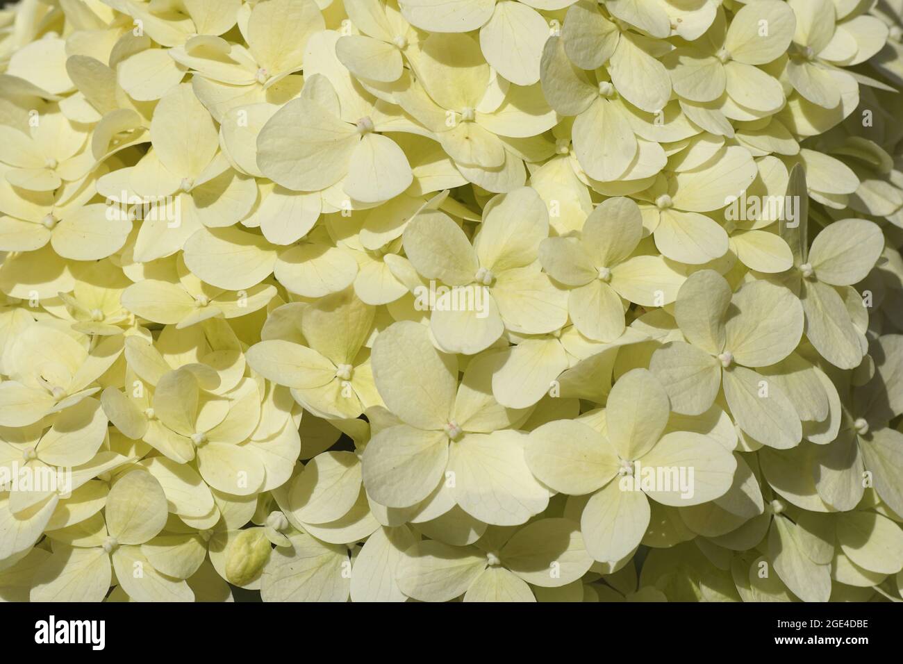 Background of light limegreen flowers of Hydrangea (Hydrangea