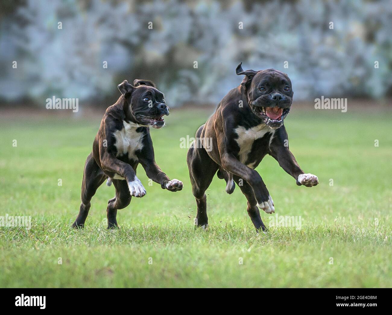 9 month old juvenile Boxer dogs run and play on lawn Stock Photo