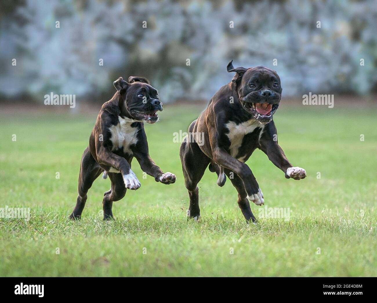 9 month old store boxer puppy