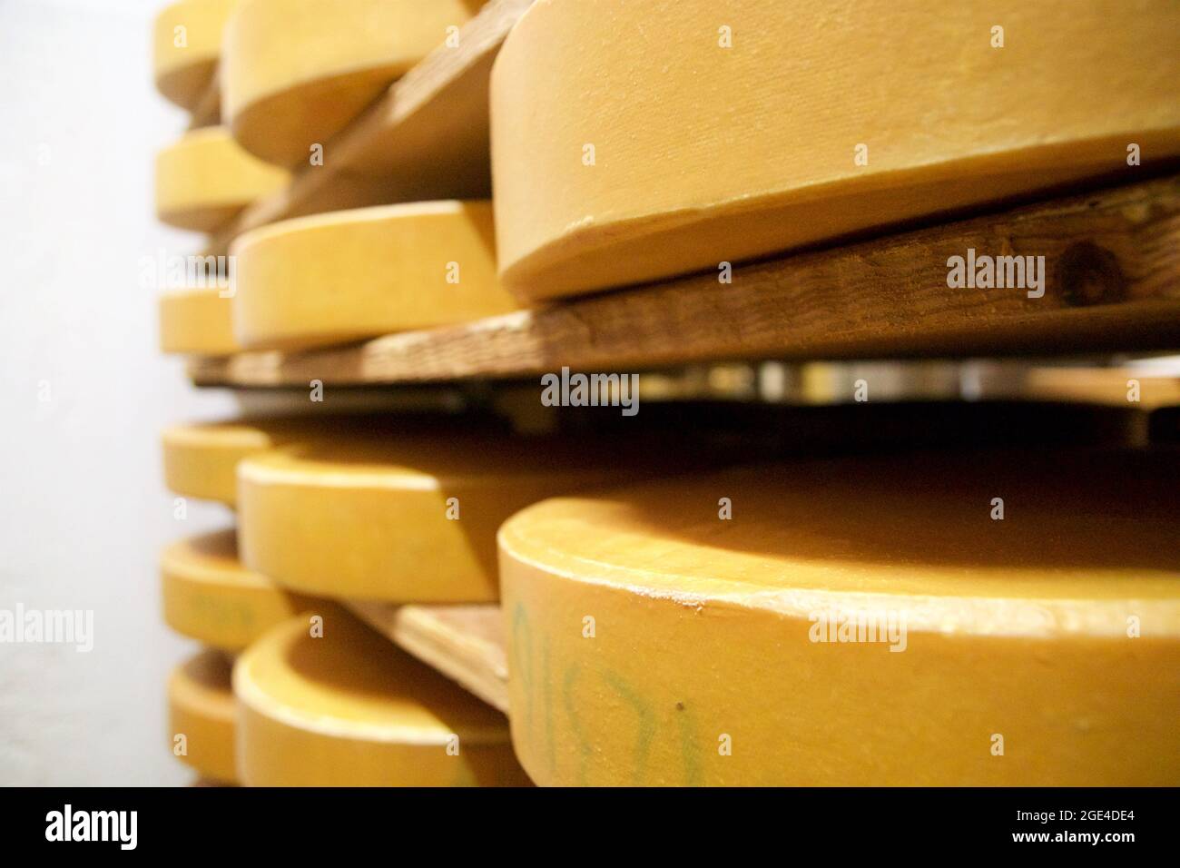 OBERSTAUFEN, GERMANY - 29 DEZ 2019: Cheese dairy warehouse with shelves stacked with rows of cheese Stock Photo