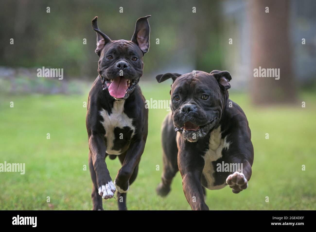 9 month old juvenile Boxer dogs run and play on lawn Stock Photo