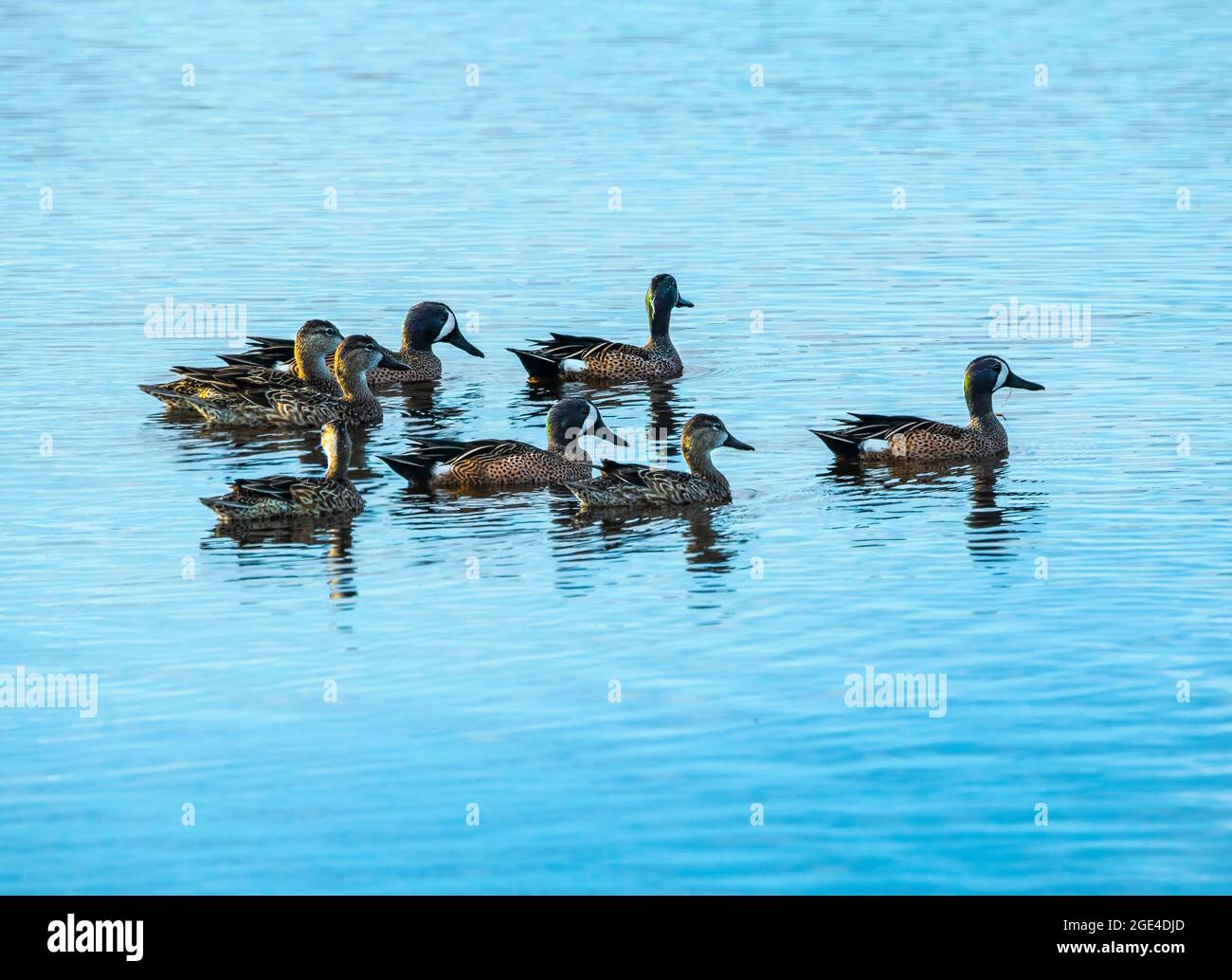 Group of Blue Wing Teal on water at Merritt Island National WiIdlife Refuge, wetlands Stock Photo