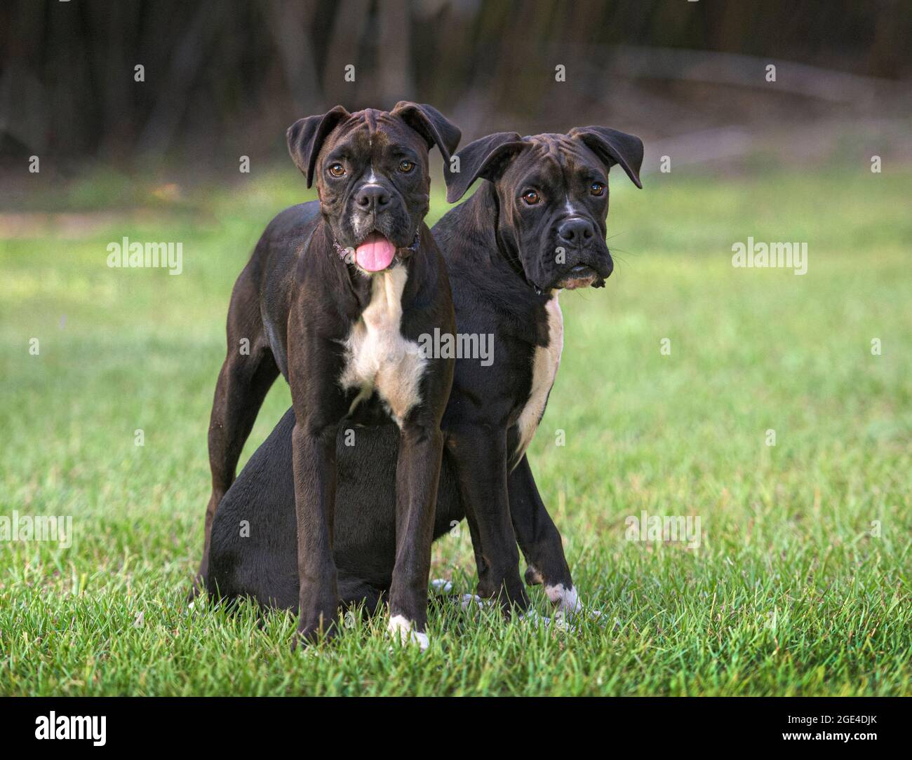 Pair 9 month old juvenile Boxer dog siblings play on grass lawn Stock Photo