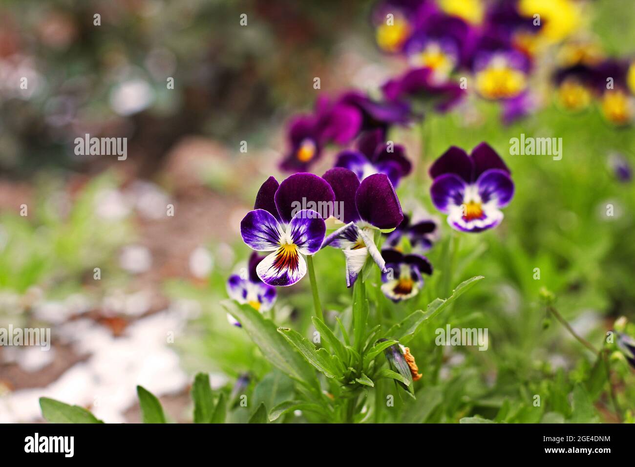 Pansies in the summer garden close up Stock Photo